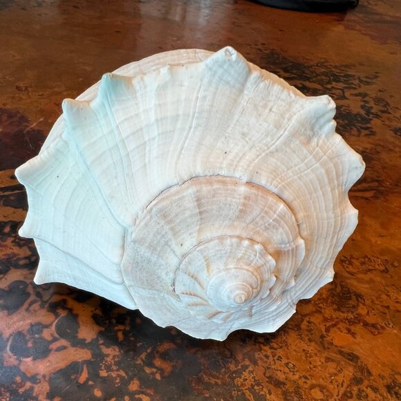 Other - Large Natural & Beautiful Shell